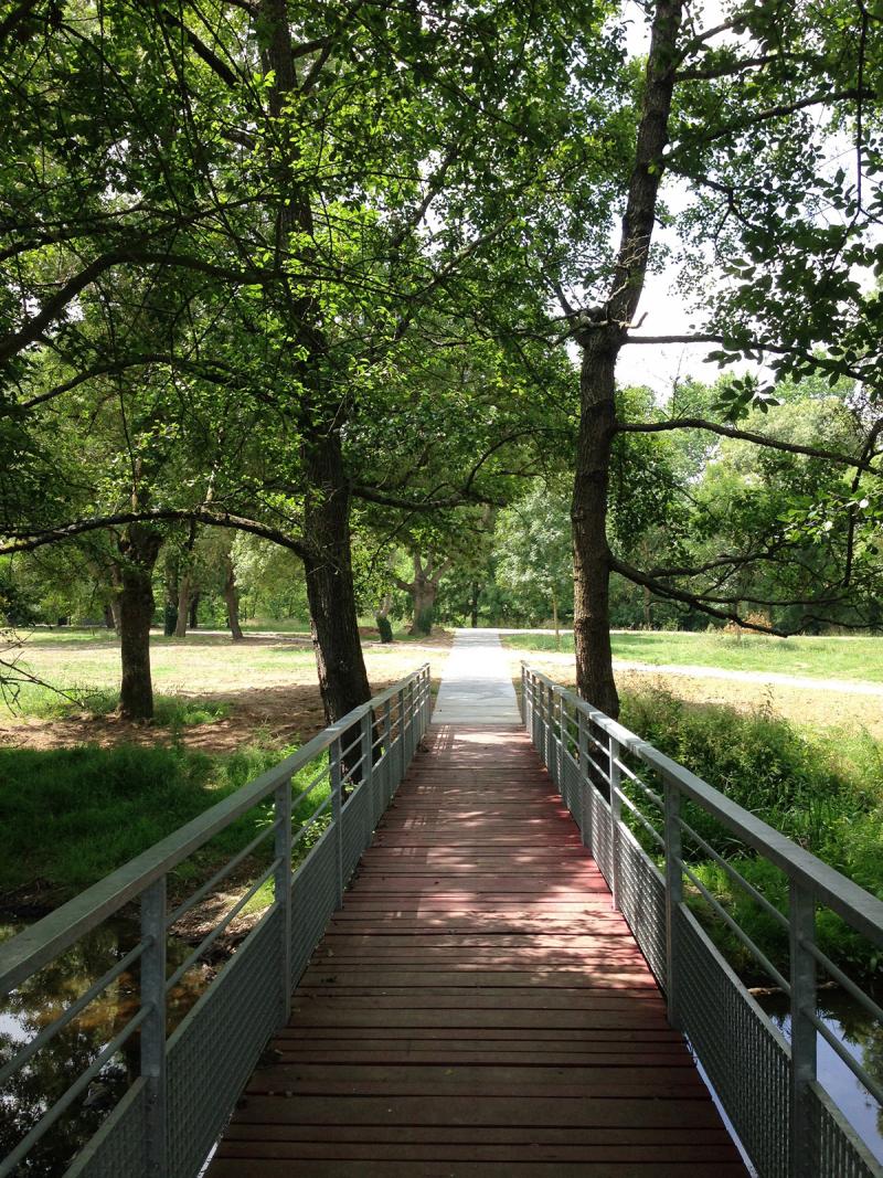 A new footbridge clearing its way between the trees