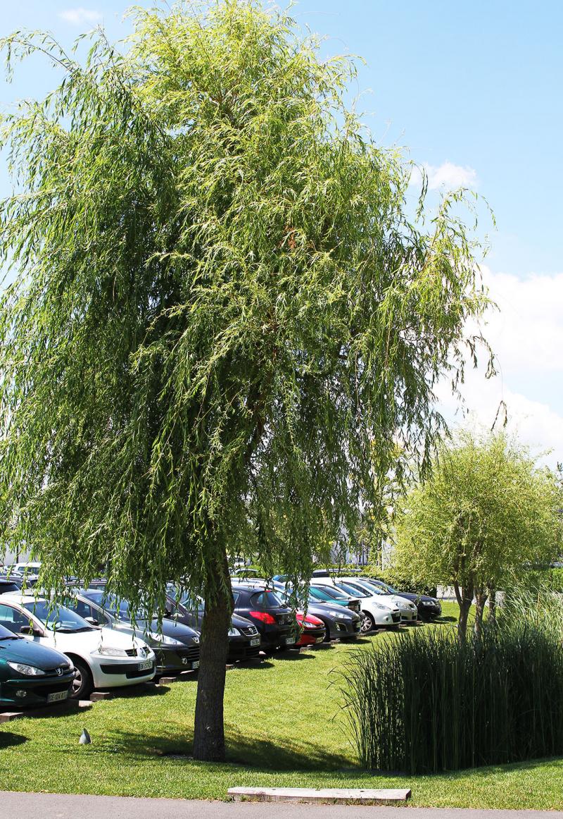 Throughout the site, alternative rainwater management is distinguished by the staging of the planted valleys